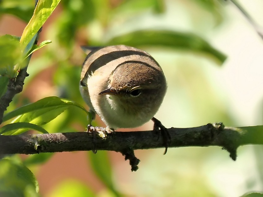 il Birdwatching al tempo del Covid 19